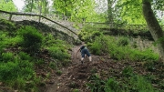 Wolfstag June 2019